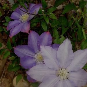 Meet your Posher, Jane